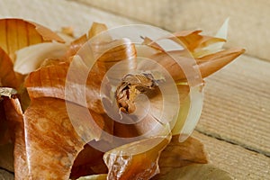 Group of onion peelings photo
