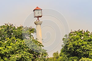 Group of Open-billed stork, or Asian openbill on tree with the clock tower in the public park