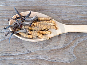 Group of Ophiocordyceps sinensis or mushroom cordyceps this is a herbs placed on wooden spoon on wooden background. on wooden tabl