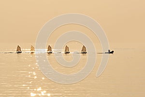 Group of Optimist sails towed into port bu rubber boat photo
