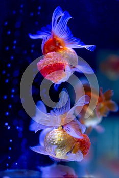 Group of Oranda goldfish swimming in fish tank.