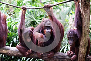 Group of Orang Utan monkey ape family endangered wildlife borneo Indonesia