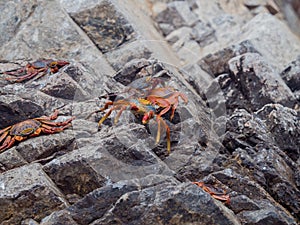 Orange and blue crabs congregate over the rocks at Ballestas Islands national park Peru photo