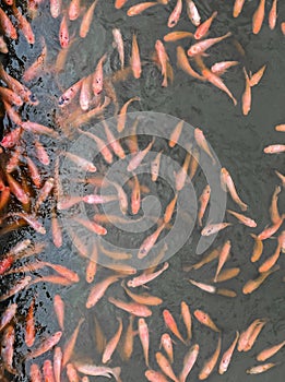 Group of orange fish swim in pond water. natural wild life fancy animal feeding