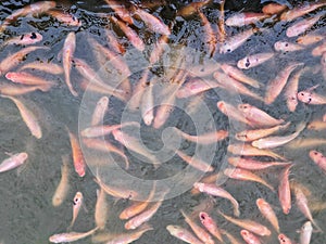 Group of orange fish swimming in pond water. natural wild life fancy animal feeding