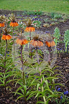 A group of orange Flowering Imperial Fritillary Fritillaria imperialis in garden or park with raindrops.