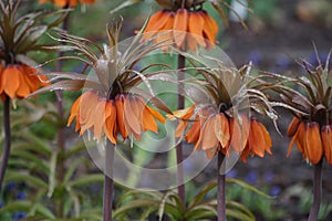 A group of orange Flowering Imperial Fritillary Fritillaria imperialis in garden or park  with raindrops.