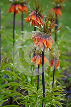 A group of orange Flowering Imperial Fritillary Fritillaria imperialis in garden or park with raindrops.