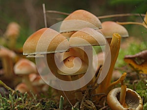 Group of orange muschrooms in forest