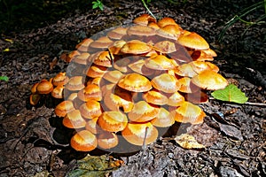 Group of orange mushrooms close-up in the forest. Pholiota mushroom or sheathed woodtuft (kuehneromyces mutabilis