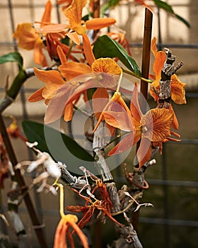 Group of orange Prosthechea vitellina flowers