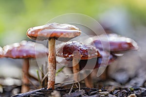 A group of orange-red stropharia leratiomyces ceres with their beautiful shiny hat on a tree bark path in the Prielenbos near Zo