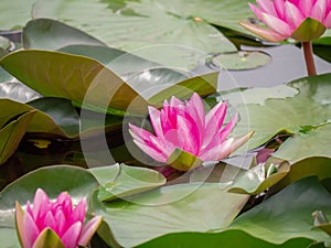 Group of orange-red water lilies Nymphaea Escarboucle in the pond. Aquatic plant in the family Nymphaeaceae. Wallpaper