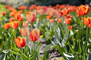 Group of Orange tulips with stamens and pestle is on a blurred green background