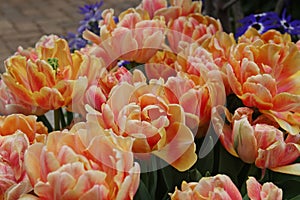 A Group of Orange and Yellow Foxy Foxtrot Tulips in Bloom