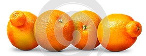 Group of oranges and mandarins isolated on white background