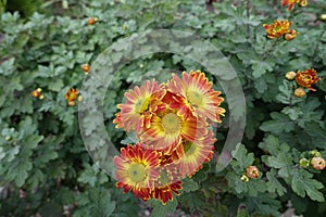 Group of orangey red and yellow flowers of Chrysanthemums photo