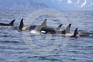 Group of orcas in the wild