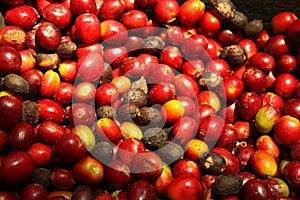 Group of organic coffee beans.