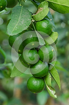 Group of organic lime on tree
