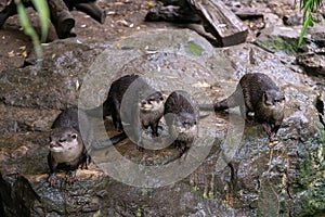 Group of oriental small-clawed otter Amblonyx cinereus