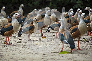 A group of orinoco geese on a beach