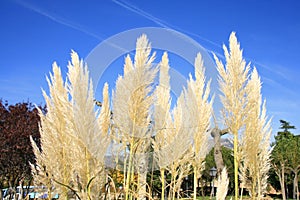 Group of ornamental cortaderias