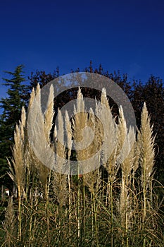 Group of ornamental cortaderias