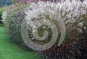 A group of ornamental grass