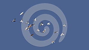 A group of ornamental pigeons in training flight