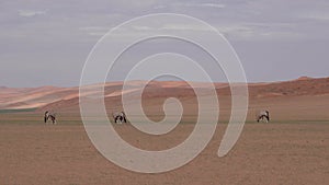 A group of Oryx antelope graze at sossusvlei, background red dunes