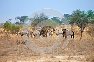 Group of Oryx gazelle in Kalahari Desert, Botswana, south Africa