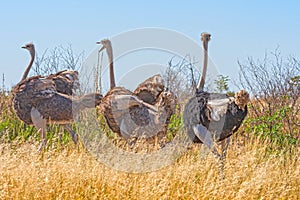 A Group of Ostrich Running in the Savannah