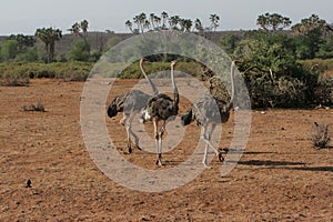 Group of ostriches in kenya