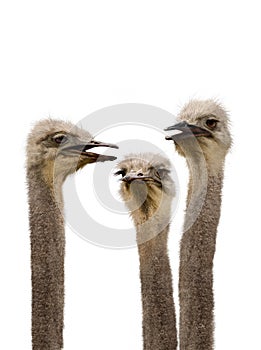 A Group of Ostriches Meeting Together