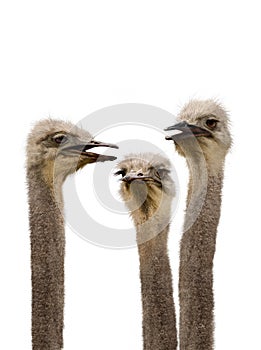 A Group of Ostriches Meeting Together photo