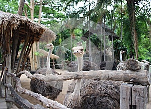 Group of ostriches in the paddock