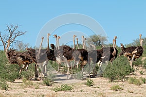 Ostriches in natural habitat - South Africa photo