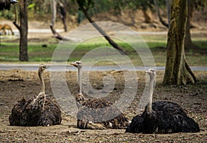 Ostriches