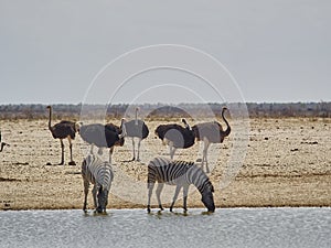 Group of Ostriches and Zebra drinking side by side at water hole