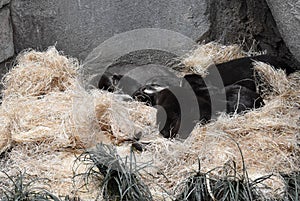 Group of Otters Snuggle in Pile