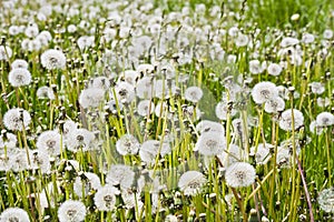 Group overblown dandelion flowers in the spring