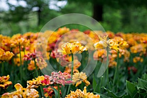 Group of overblown orange variegated multi-petalled tulips grows on a flower bed