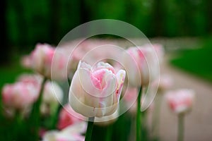 Group of overblown tender pink variegated multi-petalled tulips grows on a flower bed.Gatchina Park, flower hill