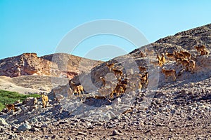 Group of Ovis ammon mountain sheep in a safari park on the island of Sir Bani Yas, United Arab Emirates
