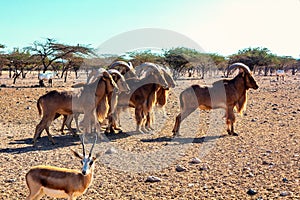 Group of Ovis ammon mountain sheep in a safari park on the island of Sir Bani Yas, United Arab Emirates