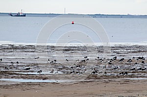 Group of oystercatcher brids standing at the beach in the morning at the frisian island, Schiermonnikoog, in the Netherlands