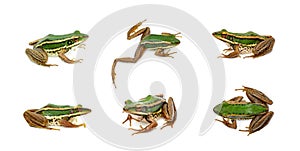 Group of paddy field green frog or Green Paddy Frog Rana erythraea on white background. Amphibian. Animals.