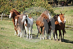 Group of paint horses on the pasturage