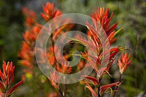 Group of Paintbrush Flowers Grow In Summer